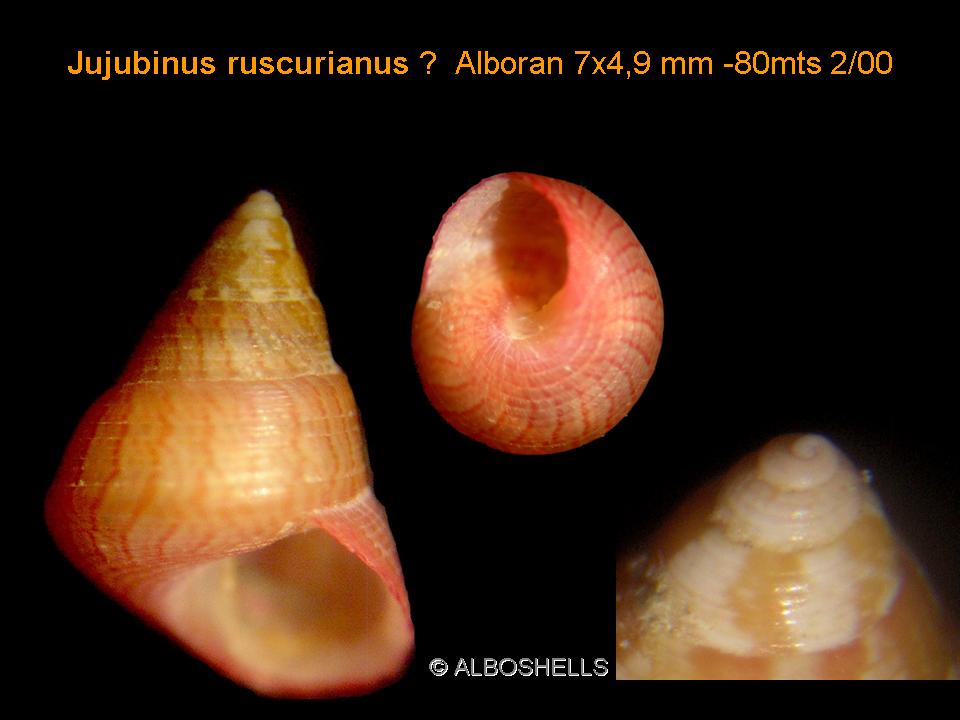 Jujubinus ruscurianus ??
